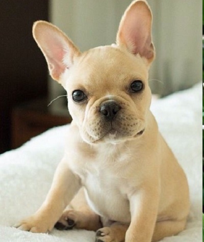 Cheap French bulldog puppies under $500 in Arkansas price