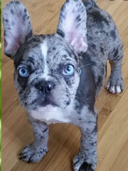 French bulldog blue merle puppies for sale