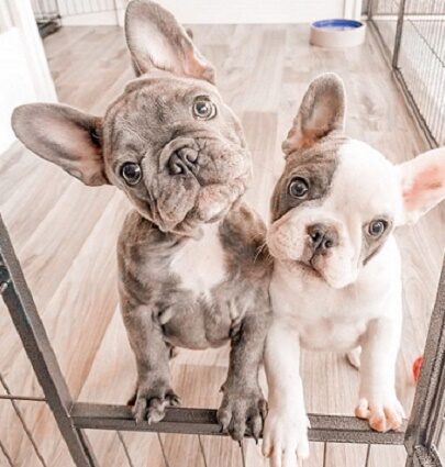 IVDD free French bulldog puppies for sale near me