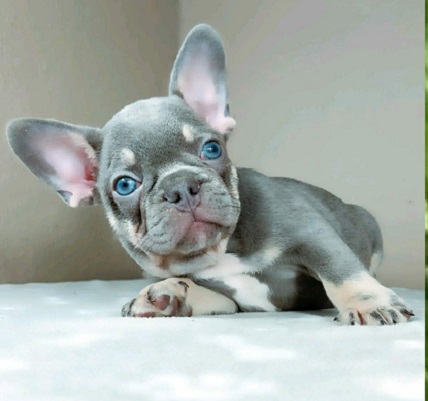 Micro French bulldog puppies for sale