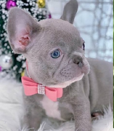 Teacup French bulldogs for sale in Arkansas from pottyregisteredpuppies.com dog breeder