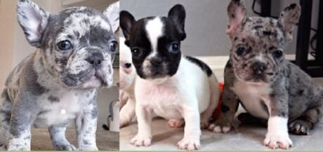 Blue Pied French bulldog puppies for sale