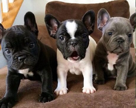 French bulldog for sale