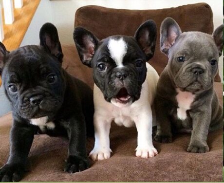 French bulldog type dogs