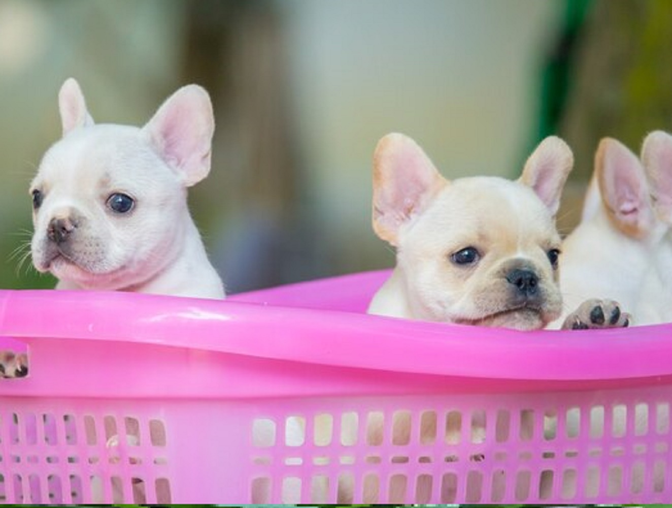 French bulldog type dogs