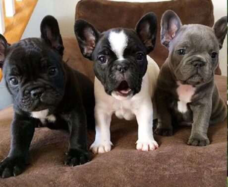 Pied French bulldog for sale