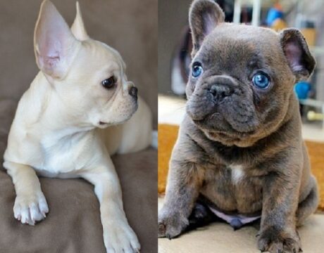 Pied French bulldog price