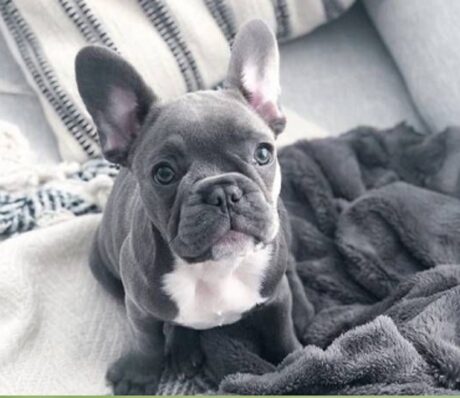 French bulldog pups available for sale