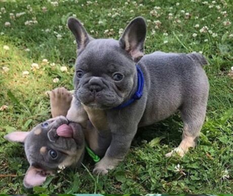 Puppy available French Bulldog for sale