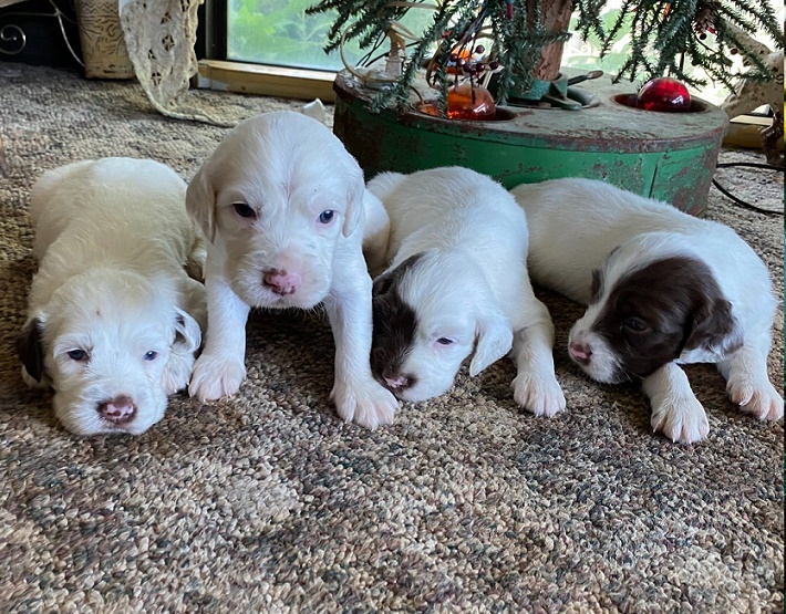 Clumber Spaniel Dog Breed Information