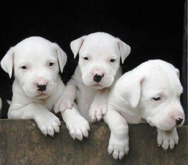 Dogo Argentino puppies for sale