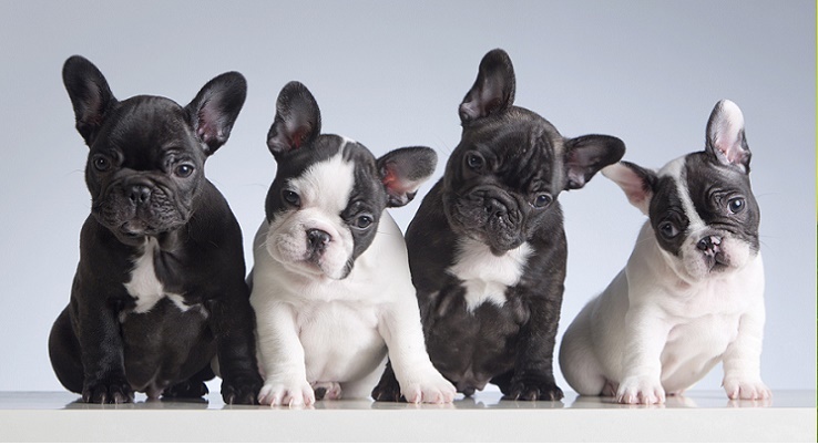 French Bulldog Frenchie