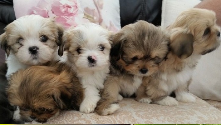 Lhasa Apso Dog Breed Information Facts - Lhasa Apso for sale