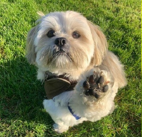 Lhasa Apso puppy for sale near me