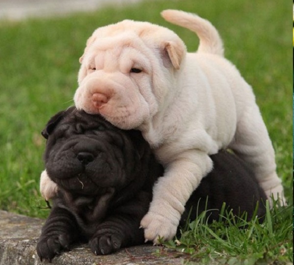 Chinese shar pei dog breed information