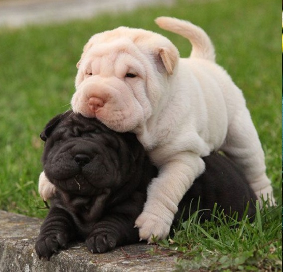 shar pei puppies for sale