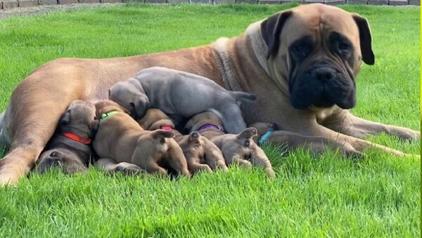 A boerboel puppy for sale near me