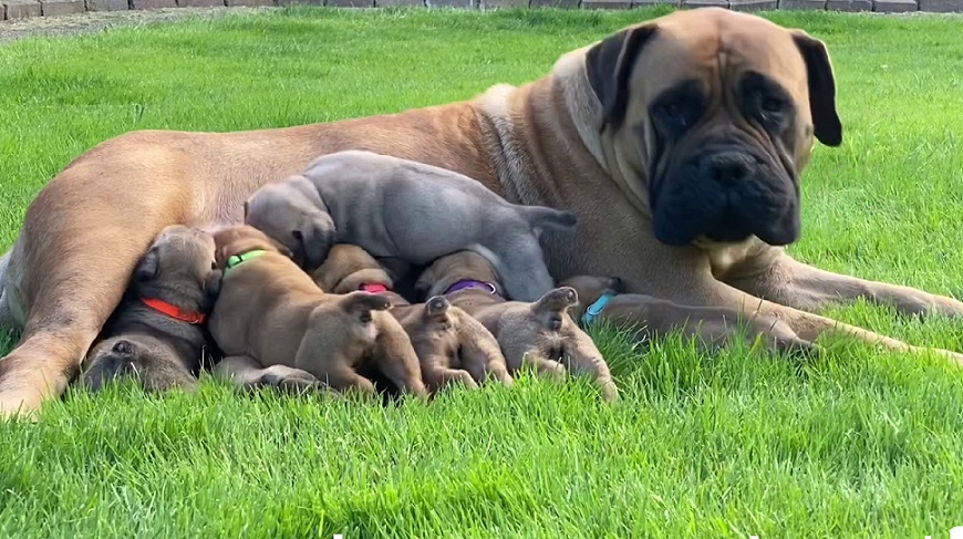 South African Boerboel Dog Breed Information