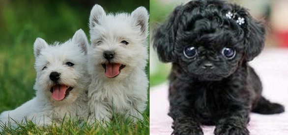 Find Westiepoo dog breed puppies for sale at PottyRegisteredPuppies.com! Browse our available Westiepoos, known for their hypoallergenic coats and playful personalities. All puppies are potty registered for a smoother transition into your home.