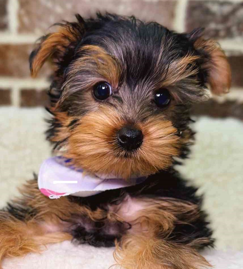 Yorkshire Terrier puppies for sale