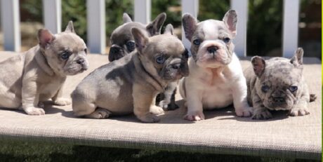 The French Bulldog Dog Breed