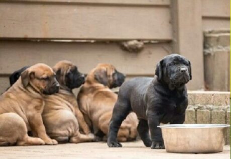 a boerboel puppy for sale near me