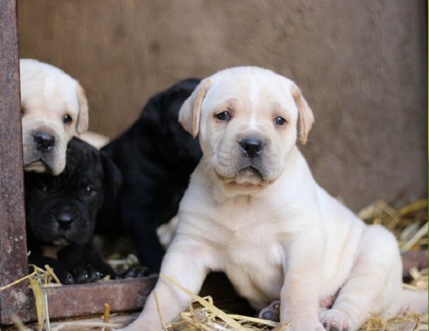 cane corso puppies for sale