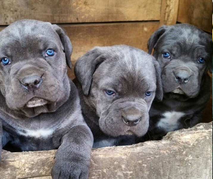 cane corso dog breed information and facts