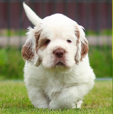 clumber spaniel puppy