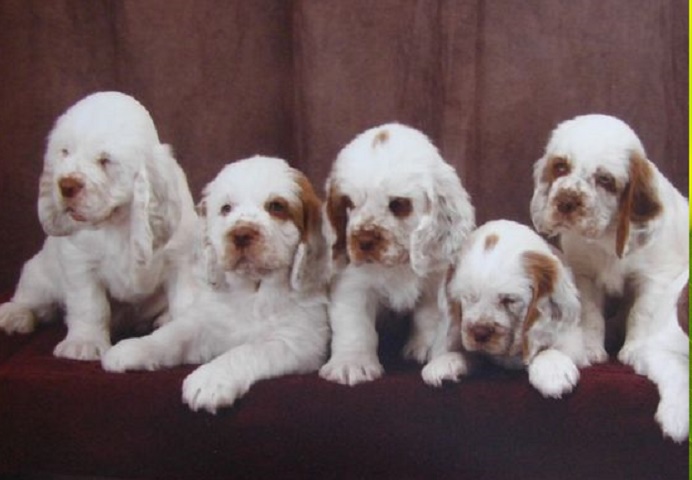 clumber spaniel puppies for sale