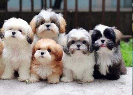 shih tzu dog breed