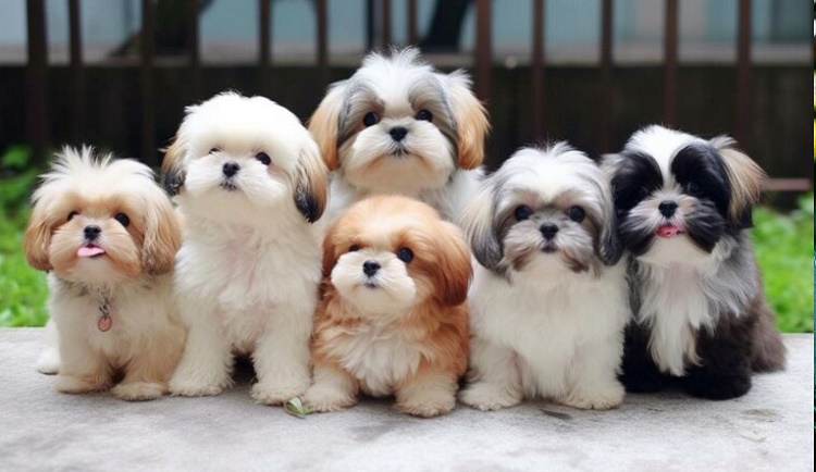 shih tzu puppy for sale