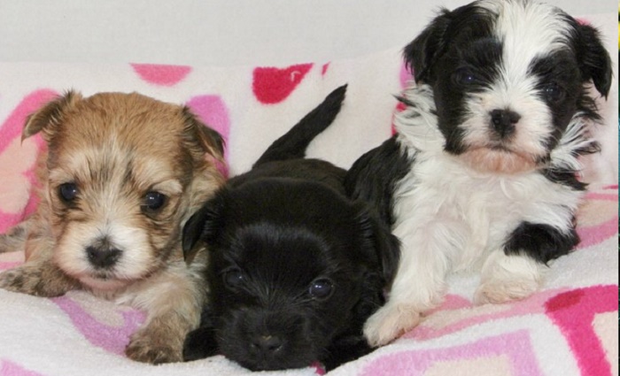 The Shih Tzu Dog Breed Information