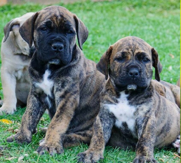 south african boerboel puppies for sale