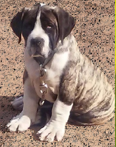 south african boerboel puppies for sale