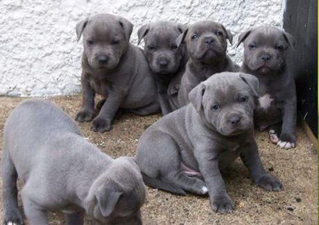 Staffordshire bull terrier