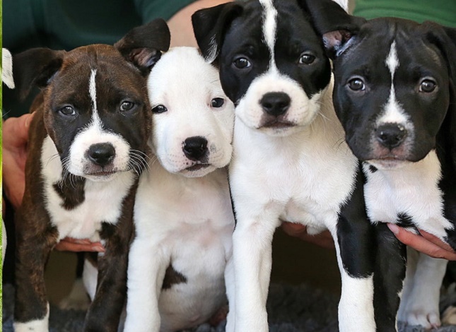 staffordshire bull terrier ( Staffy ) puppy for sale