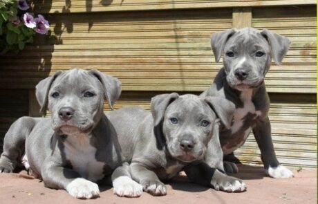 staffordshire bull terrier puppies