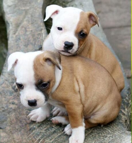 staffordshire bull terrier puppy