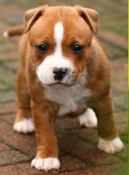 staffordshire bull terrier