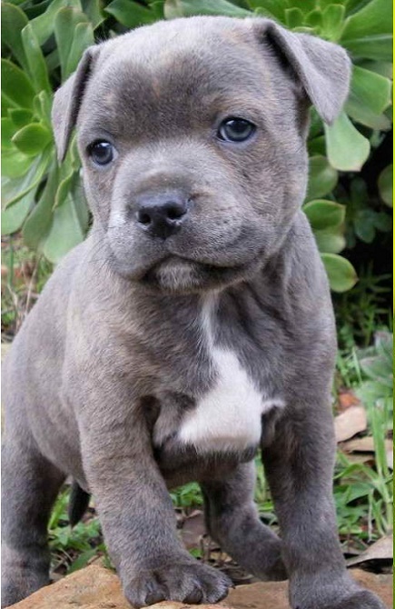 staffordshire bull terrier puppy