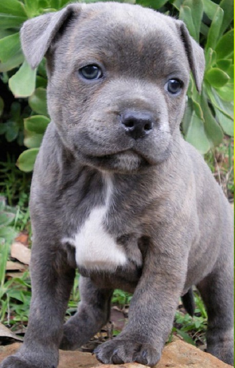 staffordshire bull terrier