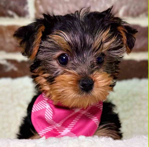 Yorkshire Terrier (Yorkie) dog breed