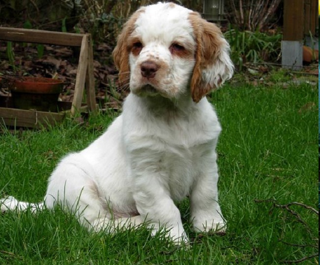 Clumber Spaniel-Bedlington Terrier mix Clumberton 🐶