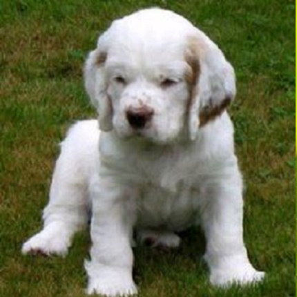 A Clumber Spaniel vs. Cavalier King Charles Spaniel 🐾