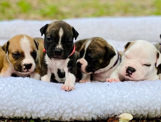 AmStaff Dog