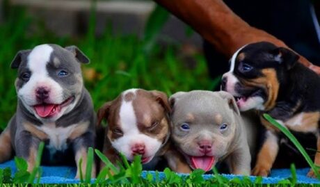 American Pit Bull Terrier