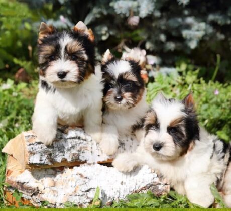 Biewer Terrier for sale