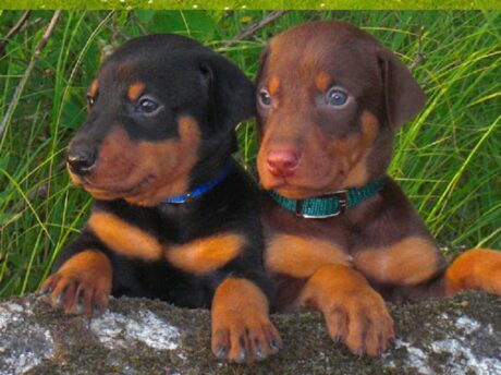 Doberman pinscher 