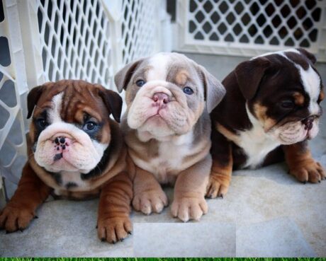 English bulldog breeds